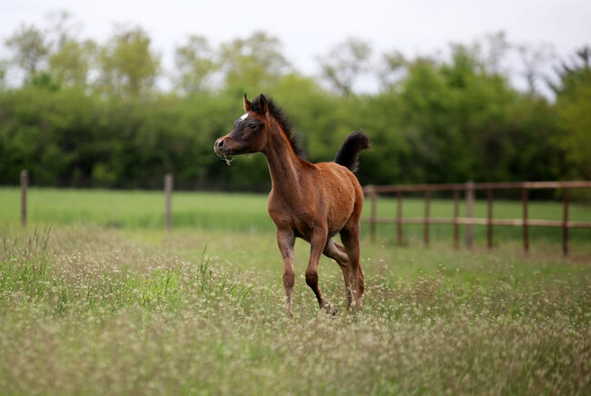 Good quality arabian filly- FA EL RASHEEM, EKS ALIHANDRO,Ascot DD, Zalia Stud, Konie na sprzedaż, Strykow