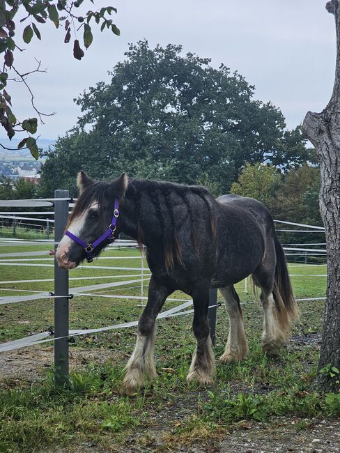 Verkaufe braven Tinkerwallach, Jenny, Horses For Sale, Perg