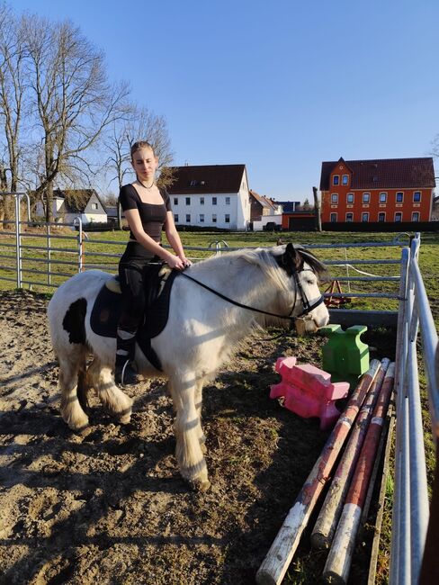 Braver Tinker wallach sucht neues Zuhause, Helene Penndorf , Horses For Sale, Luckenau , Image 3