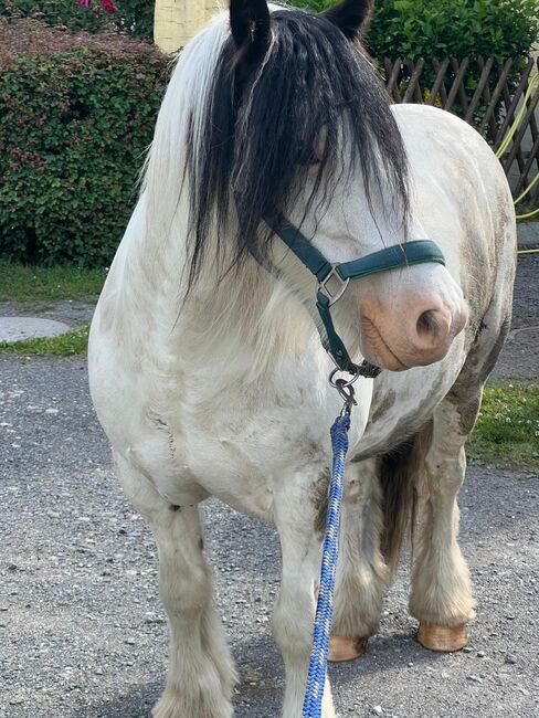 Braver Tinker wallach sucht neues Zuhause, Helene Penndorf , Horses For Sale, Luckenau , Image 4