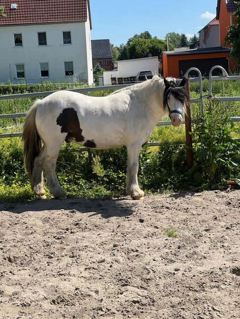 Braver Tinker wallach sucht neues Zuhause, Helene Penndorf , Horses For Sale, Luckenau , Image 5