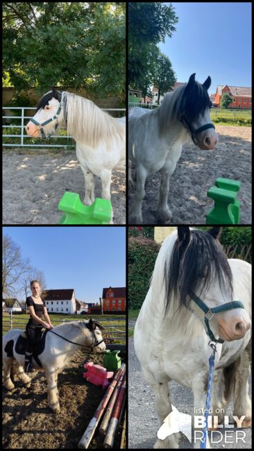 Braver Tinker wallach sucht neues Zuhause, Helene Penndorf , Horses For Sale, Luckenau , Image 8