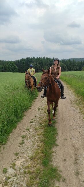 kinderlieber, braver Traber, Kerstin Rehbehn (Pferdemarketing Ost), Horses For Sale, Nienburg, Image 5