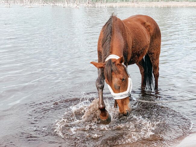 kinderlieber, braver Traber, Kerstin Rehbehn (Pferdemarketing Ost), Horses For Sale, Nienburg, Image 2