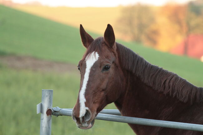 Braves, vielseitiges Freizeitpferd, Natalie, Horses For Sale, München