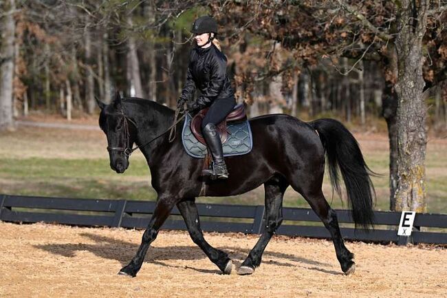 Gorgeous and Gentle Black Friesian Sport Horse, Jaxson , Konie na sprzedaż, Birmingham