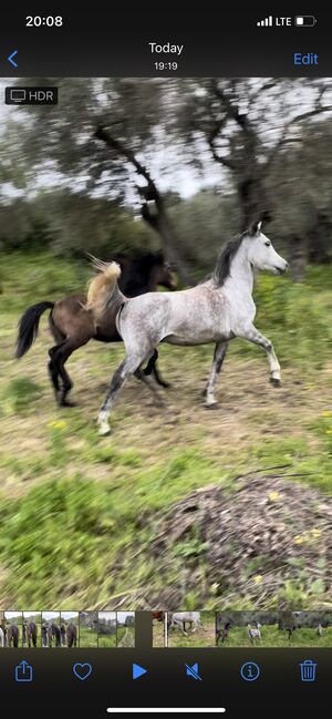 Gorgeous Arabic mare, 6 years, Anna, Horses For Sale, Mytilini, Image 7