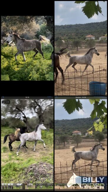 Gorgeous Arabic mare, 6 years, Anna, Horses For Sale, Mytilini, Image 10
