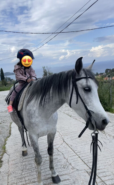 Gorgeous Arabic mare, 6 years, Anna, Pferd kaufen, Mytilini, Abbildung 5