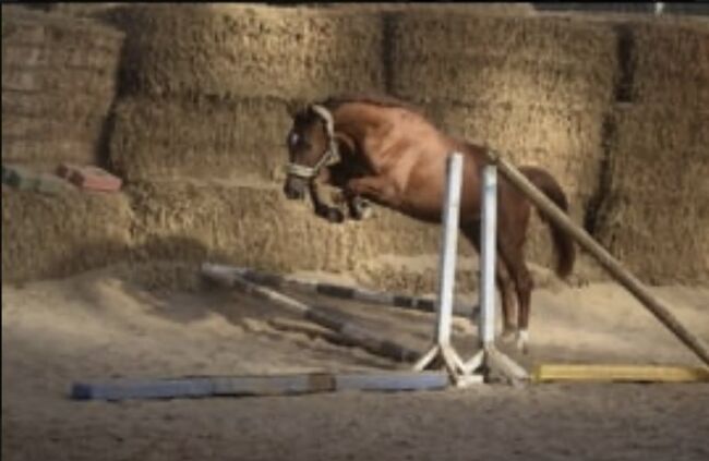 Traumhafter Wallach 4 jährig sucht 5***** Zuhause, Christa Kellershohn, Horses For Sale, Engelskirchen