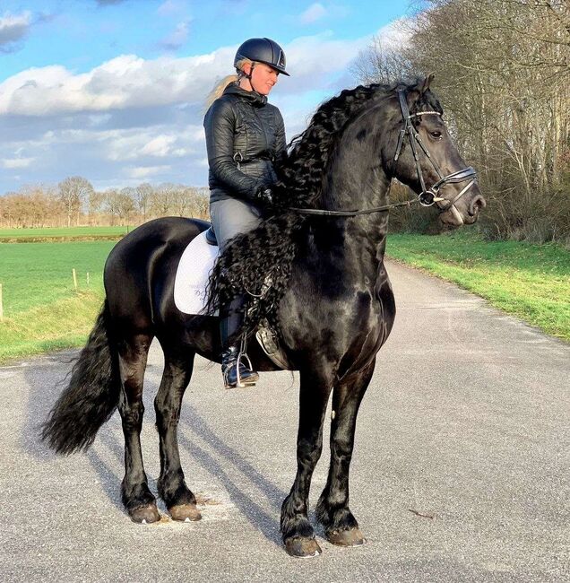 Gorgeous & Gentle Black Friesian Sport Horse, silver, Horses For Sale, Berlin