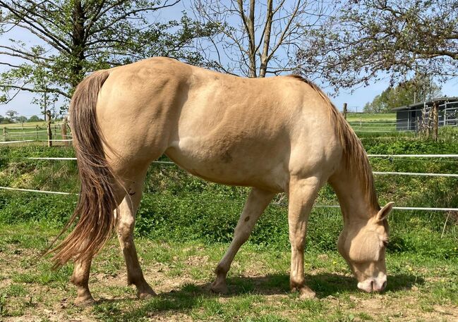 Traumhafte Quarter Horse Stute in Sonderfarbe, Kerstin Rehbehn (Pferdemarketing Ost), Horses For Sale, Nienburg, Image 4