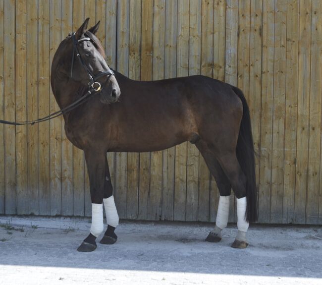 Traumhafter Youngster mit Potential sucht neues Zuhause, F.L, Horses For Sale, Würzburg, Image 3