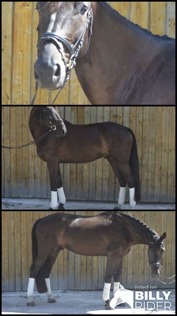 Traumhafter Youngster mit Potential sucht neues Zuhause, F.L, Horses For Sale, Würzburg, Image 4