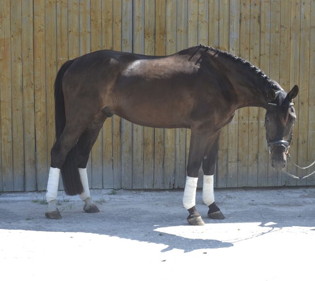 Traumhafter Youngster mit Potential sucht neues Zuhause, F.L, Horses For Sale, Würzburg, Image 2