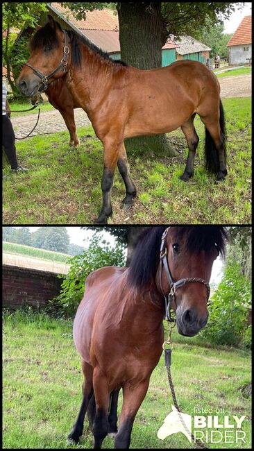 Schmusebacke sucht, Michaela, Horses For Sale, Groß Ippener, Image 3