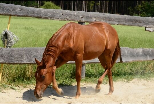 knuffiger, kluger Quarter Horse Hengst, Kerstin Rehbehn (Pferdemarketing Ost), Horses For Sale, Nienburg