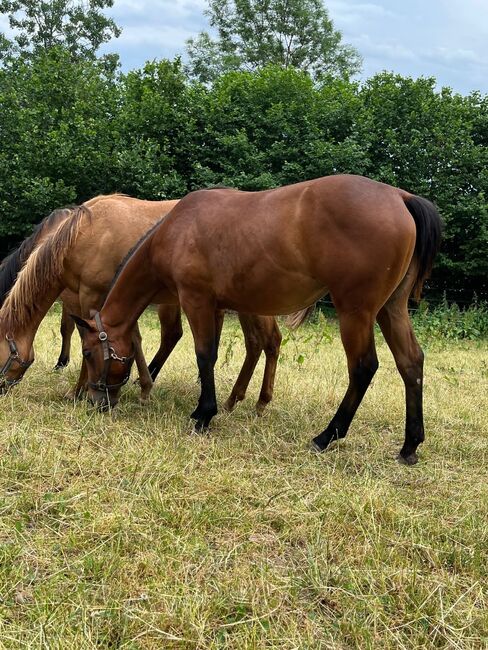 verschmuste, coole Paint Horse Jährlingsstute, Kerstin Rehbehn (Pferdemarketing Ost), Horses For Sale, Nienburg, Image 2