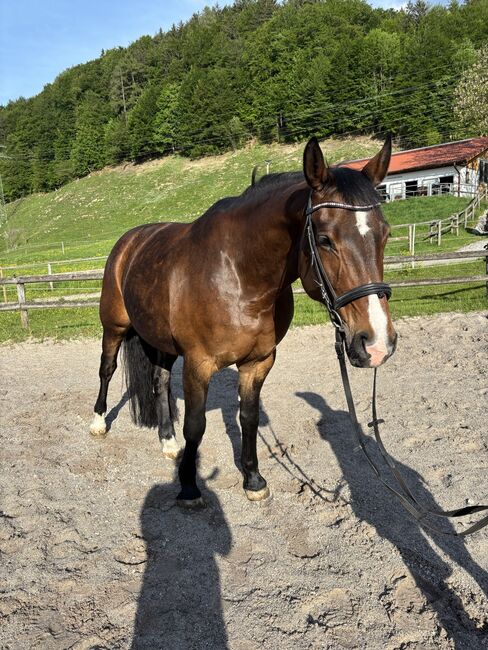 Verschmuste Stute von RIVERO II, Melanie, Horses For Sale, Antdorf