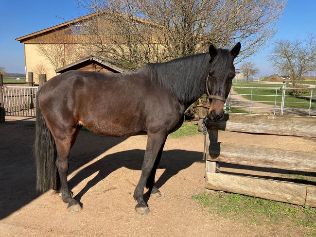 Leistungsbereiter Warmblutwallach sucht neue Herzensmenschen, Pferdevermittlung Leus, Konie na sprzedaż, Schonungen, Image 6