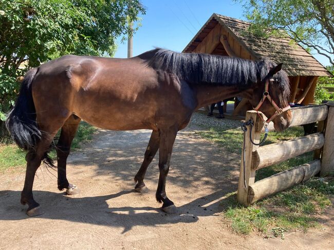 Leistungsbereiter Warmblutwallach sucht neue Herzensmenschen, Pferdevermittlung Leus, Konie na sprzedaż, Schonungen, Image 3