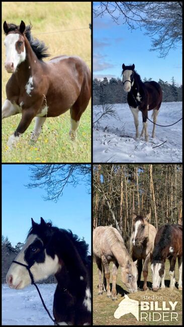 Gotta Silver Spook - bildhübscher Quarter Horse Junghengst mit Top-Abstammung, Kerstin Rehbehn (Pferdemarketing Ost), Pferd kaufen, Nienburg, Abbildung 8