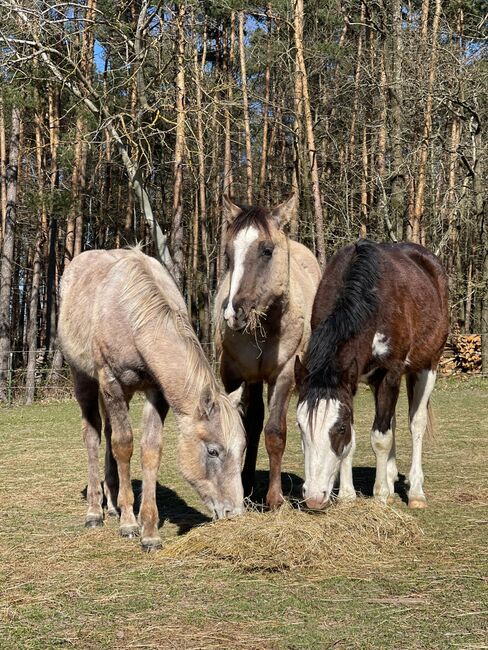 Gotta Silver Spook - bildhübscher Quarter Horse Junghengst mit Top-Abstammung, Kerstin Rehbehn (Pferdemarketing Ost), Pferd kaufen, Nienburg, Abbildung 7