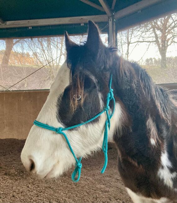 Gotta Silver Spook - bildhübscher Quarter Horse Junghengst mit Top-Abstammung, Kerstin Rehbehn (Pferdemarketing Ost), Pferd kaufen, Nienburg, Abbildung 4