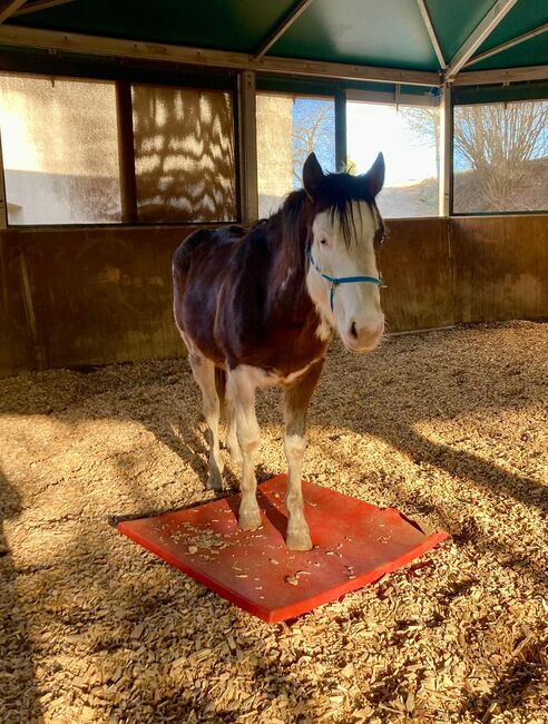 Gotta Silver Spook - bildhübscher Quarter Horse Junghengst mit Top-Abstammung, Kerstin Rehbehn (Pferdemarketing Ost), Pferd kaufen, Nienburg, Abbildung 5
