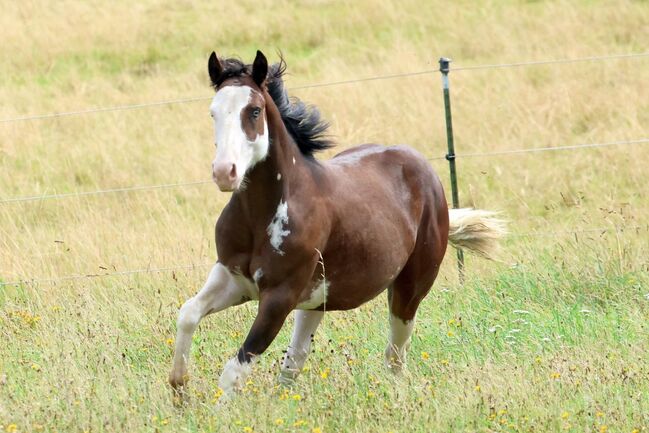 Gotta Silver Spook - bildhübscher Quarter Horse Junghengst mit Top-Abstammung, Kerstin Rehbehn (Pferdemarketing Ost), Konie na sprzedaż, Nienburg