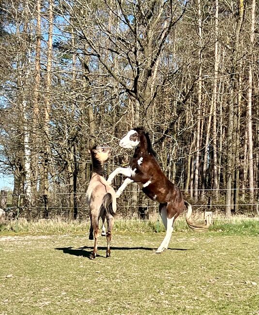 Gotta Silver Spook - bildhübscher Quarter Horse Junghengst mit Top-Abstammung, Kerstin Rehbehn (Pferdemarketing Ost), Konie na sprzedaż, Nienburg, Image 6