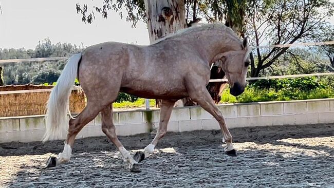 Goldpalomino Andalusier mit viel Potenzial / Dressur, Freizeit, Post-Your-Horse.com, Horses For Sale, Riu Rau, Image 4