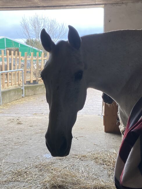 Schimmel, 14 Jahre, 1,63 m Spanier-Mix, Franziska Wallisch, Horses For Sale, Katzenelnbogen, Image 3