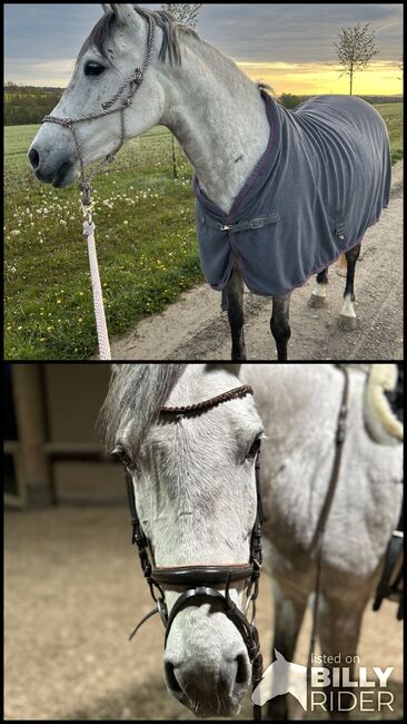 Schimmelstute, Rieke, Horses For Sale, Starzach, Image 3