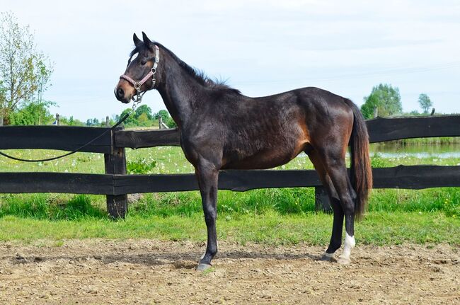 Gran Torino - Polnischem Warmblut (Wielkopolski), Basia, Horses For Sale, Frombork