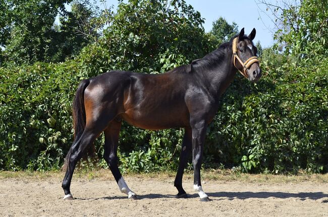 Gran Torino - Polnischem Warmblut (Wielkopolski), Basia, Pferd kaufen, Frombork