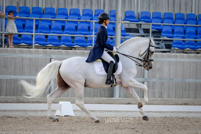 Grand Prix Schoolmaster, ISPA - Iberische Sportpferde Agentur (ISPA - Iberische Sportpferde Agentur), Horses For Sale, Bedburg, Image 3