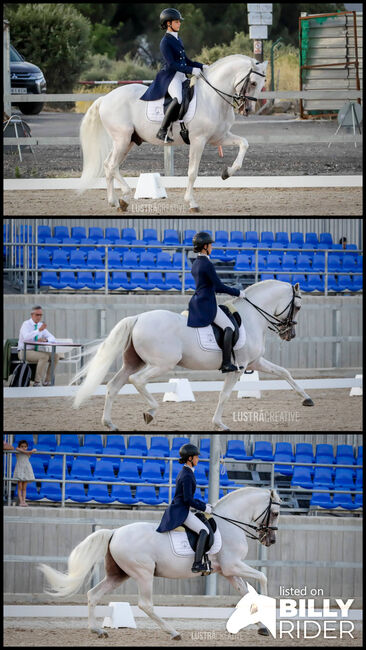 Grand Prix Schoolmaster, ISPA - Iberische Sportpferde Agentur (ISPA - Iberische Sportpferde Agentur), Pferd kaufen, Bedburg, Abbildung 4