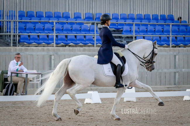 Grand Prix Schoolmaster, ISPA - Iberische Sportpferde Agentur (ISPA - Iberische Sportpferde Agentur), Pferd kaufen, Bedburg, Abbildung 2