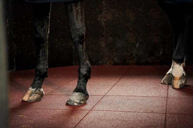 Granulatelastikmatte 100x100x3 cm mit Scheinfuge und hohe Verdichtung Stallmatte Paddockmatte Pferde, WKH-GmbH 8101 Granulateolatikmatte 100x100x3 cm, Andree Nyhuis (WKH GmbH), Paddock-, Boxen- & Stallmatten, Emlichheim