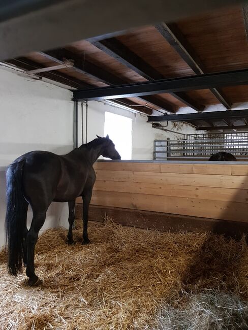Freie Pferdeboxen auf charmantem Hof in Paderborn (Uni-Nähe), Marina Höschen, Horse Stables, Paderborn, Image 3