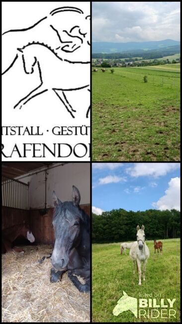 Einstellplätze frei, Reitstall·Gestüt-K Grafendorf , Horse Stables, Grafendorf, Image 5