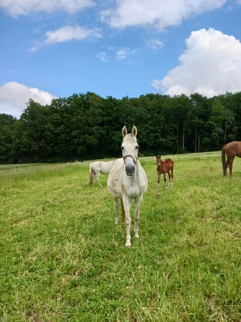 Einstellplätze frei, Reitstall·Gestüt-K Grafendorf , Horse Stables, Grafendorf, Image 4