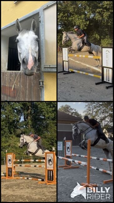Verkaufe Schimmelwallach mit viel Potential, Bianca Neubauer , Horses For Sale, Leibnitz, Image 5