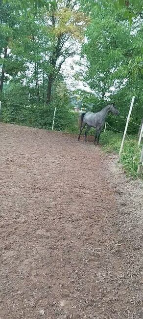 Schimmelstute mit interessanter Abstammung, Pferde RB, Horses For Sale, Allersberg