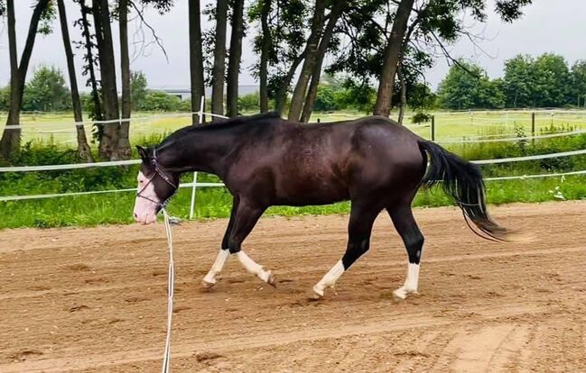 gray splash Gunner Enkel, Kerstin Rehbehn (Pferdemarketing Ost), Horses For Sale, Nienburg