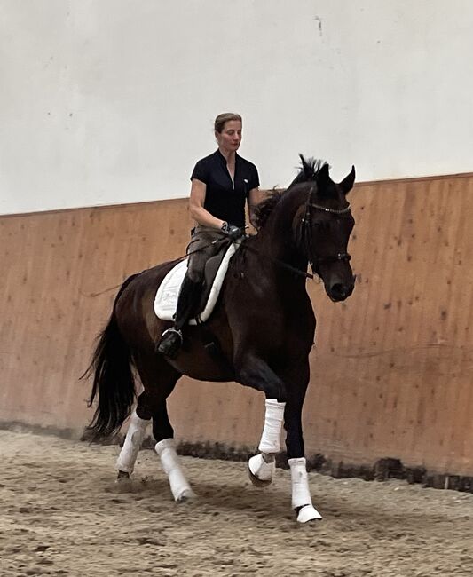 Toller 11 jähriger Dressurwallach, Caro L., Horses For Sale, Wietzendorf, Image 2