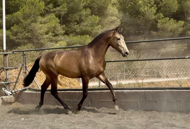 Toller 2 jähriger PRE Buckskin Hengst, 1.64 m, Thomas Adams (Caballos PRE), Horses For Sale, Bell