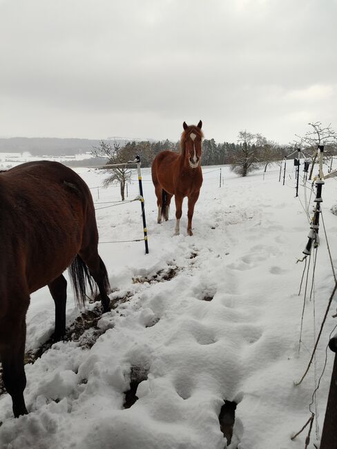 Tolle 3 jährige Stute, Selina Bauer, Horses For Sale, Küssaberg, Image 3