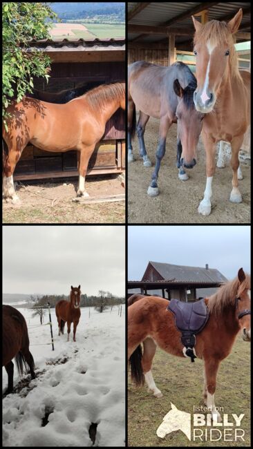 Tolle 3 jährige Stute, Selina Bauer, Horses For Sale, Küssaberg, Image 5